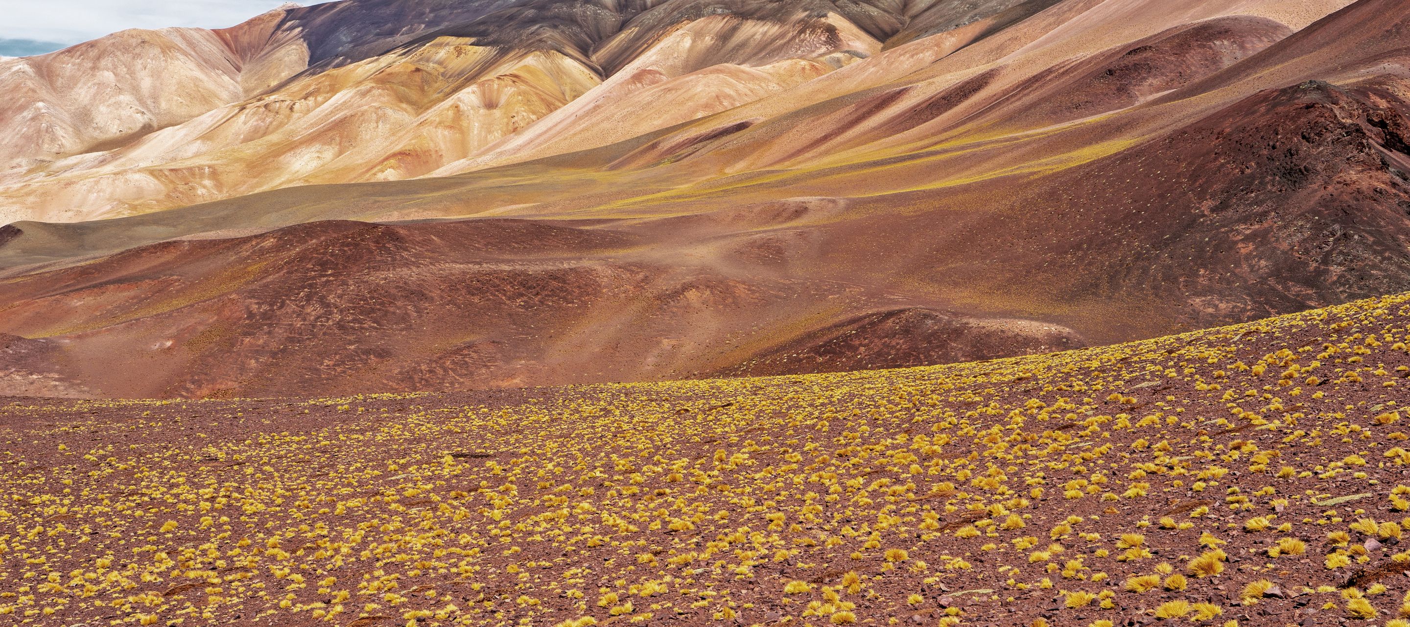 Le désert dans toutes ses couleurs - le chemin vers la Laguna Brava est tout simplement éblouissant !