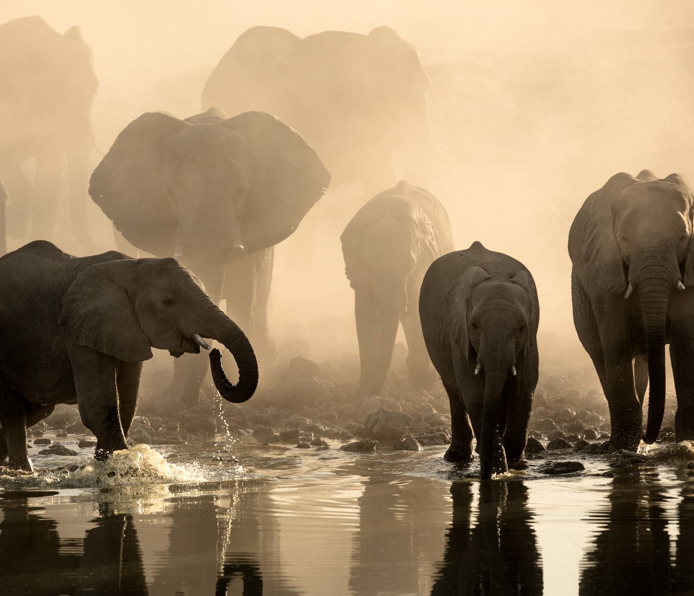 Elefanten bei Sonnenuntergang am Wasserloch