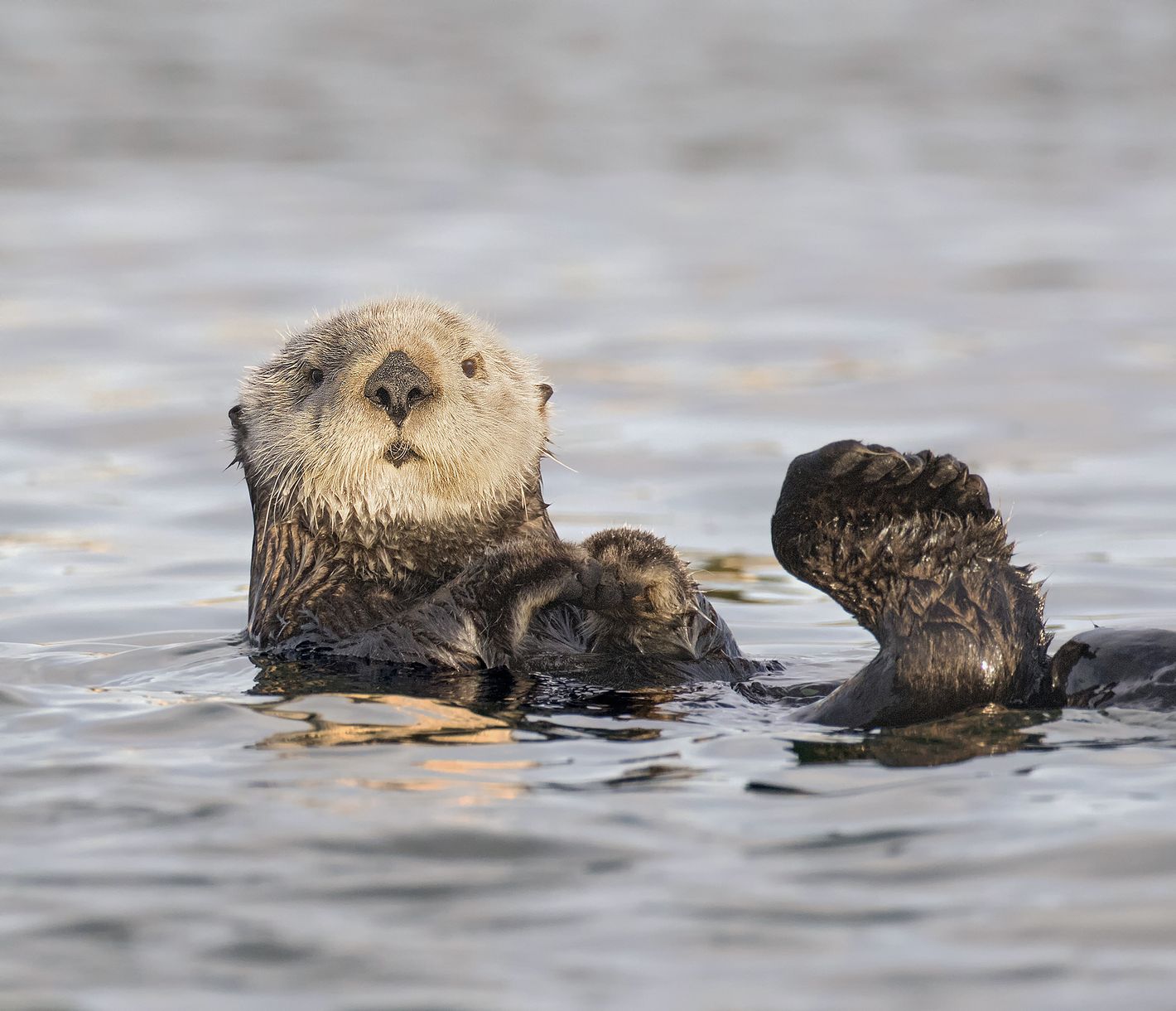 Niedliche See-Otter beleben die Bucht von Morro Bay.