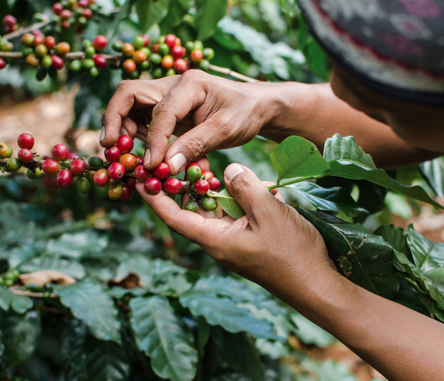 Ostjavas Kaffeeplantagen