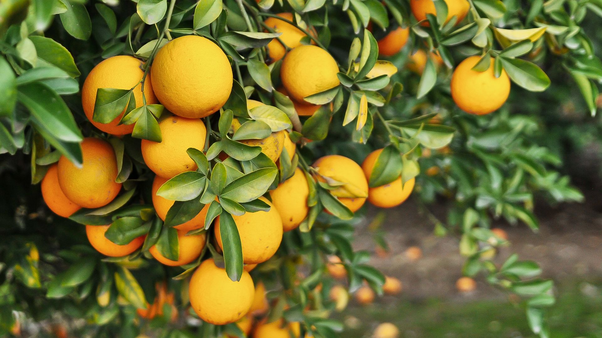 Orangenhaine gehören zum Landschaftsbild von Zentral-Florida.