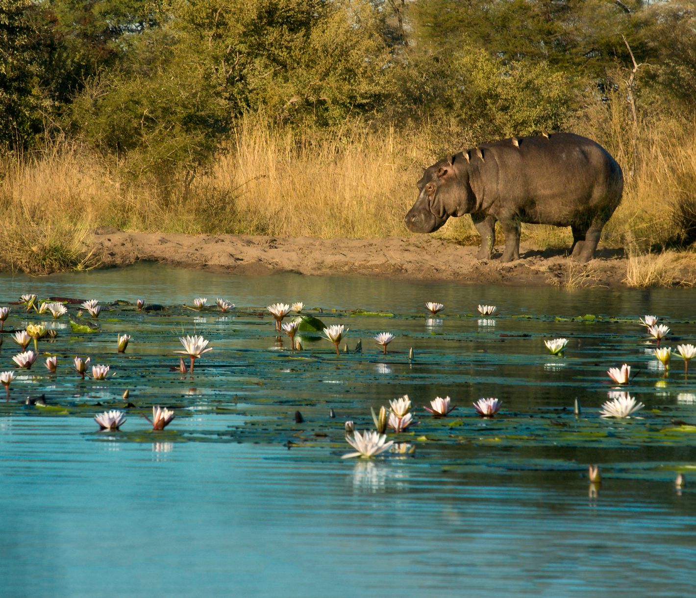 Divundu est la porte d'entrée du Parc National de Mahango, qui fait partie du Parc National Bwabwata