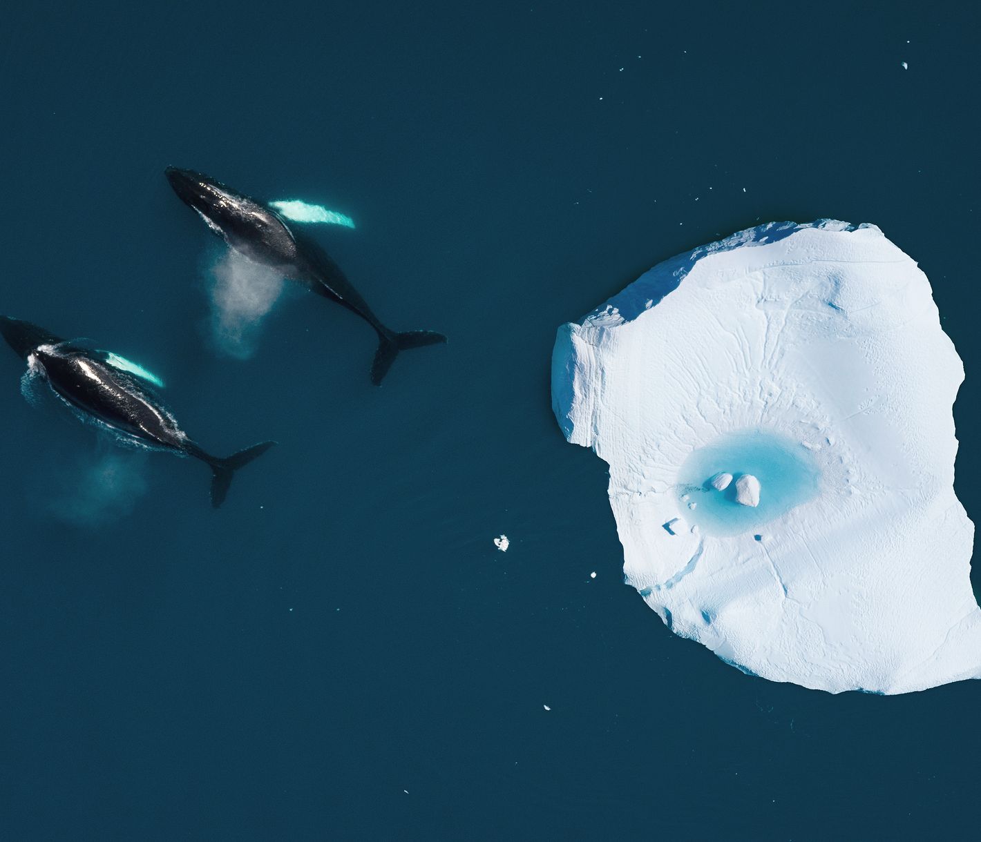 Les baleines respirent, puis reprennent le cours de leur plongée.