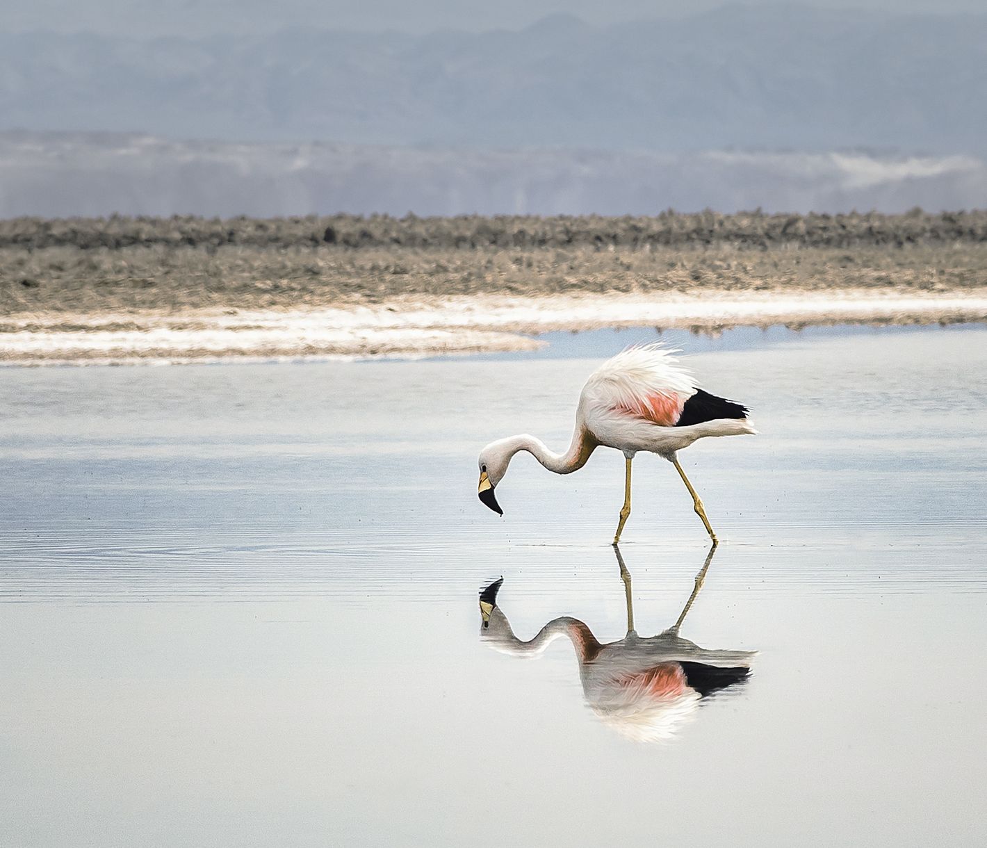 Die Anmut des Flamingos ist legendär.