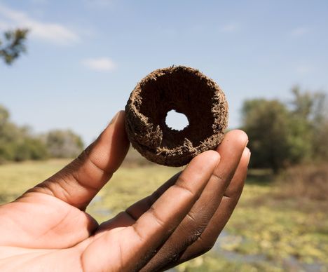 Elefanten-Dung ist ein super Nährboden für neue Pflanzen.