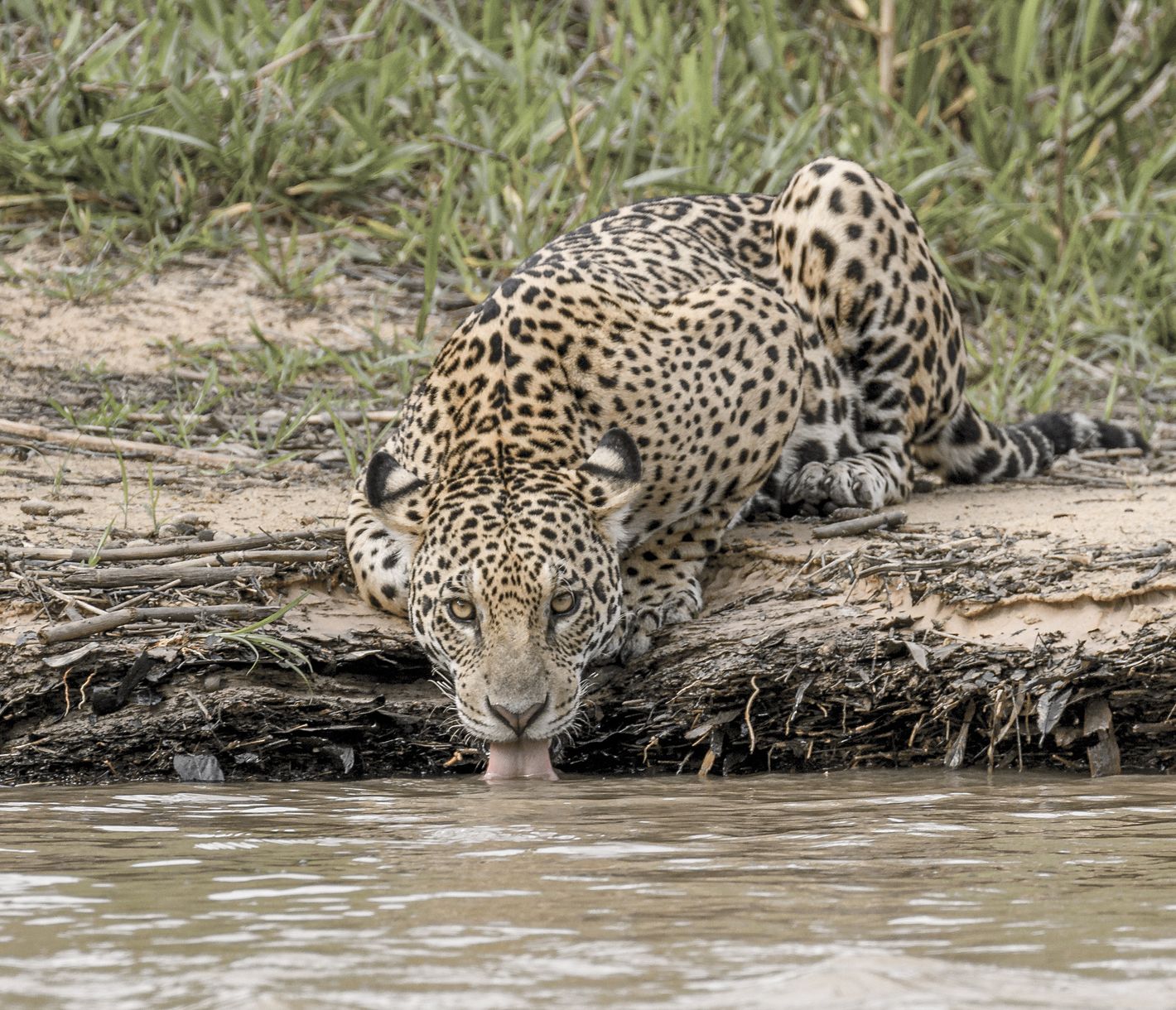 Faszination und Magie zugleich umhüllen den Jaguar.