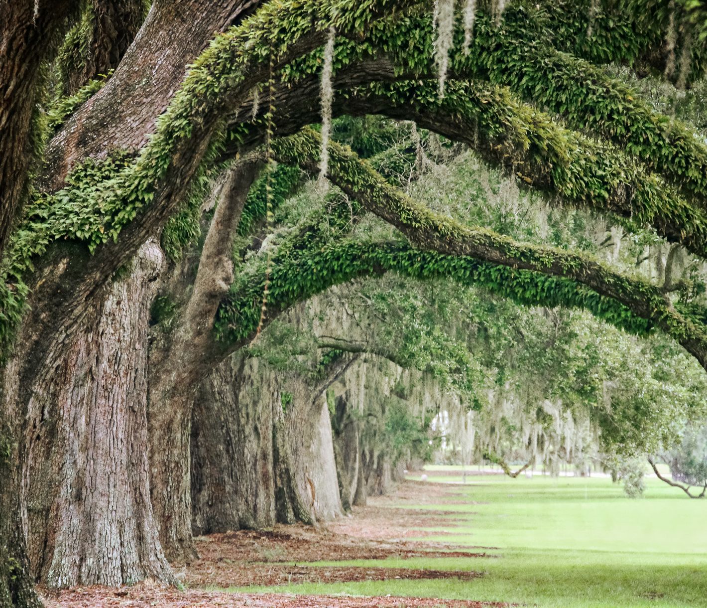 Uralte Eichen auf der Boone Hall Plantation in South Carolina
