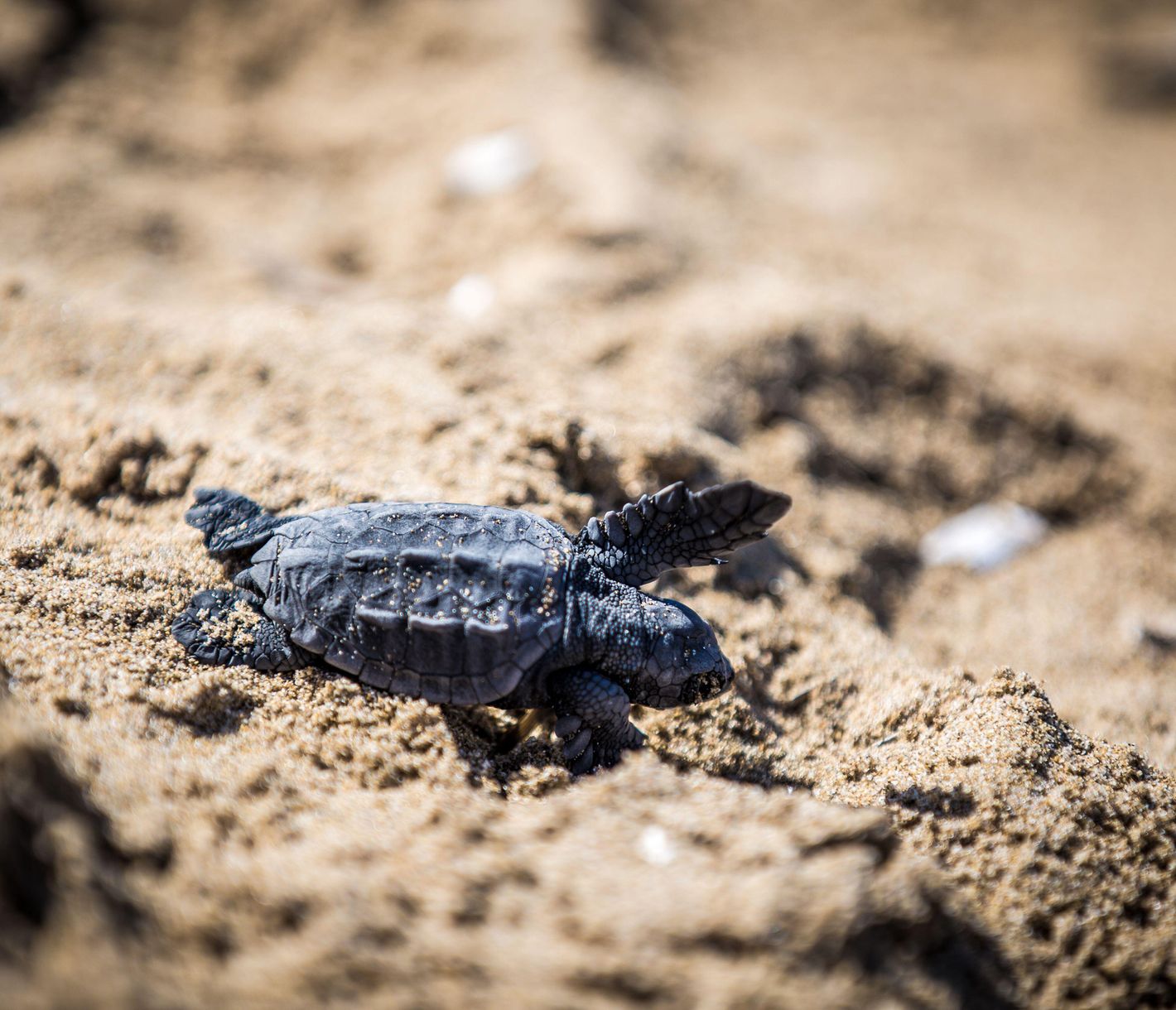 Baby Caretta-Caretta – Das Leben beginnt