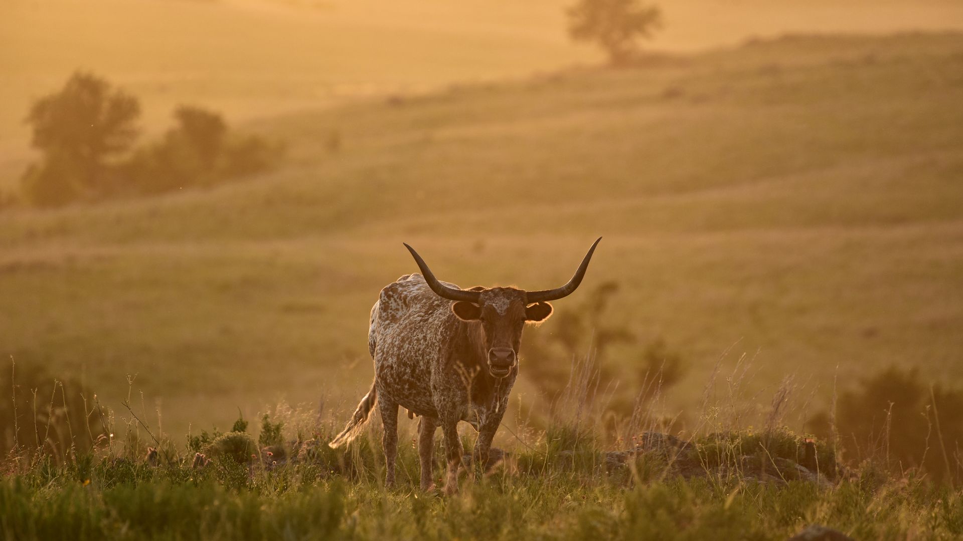 Abenteuer pur im Wichita Mountains Wildlife Refuge