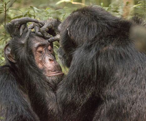 Chimpanzés en train de se toiletter dans le Parc National de Kibale