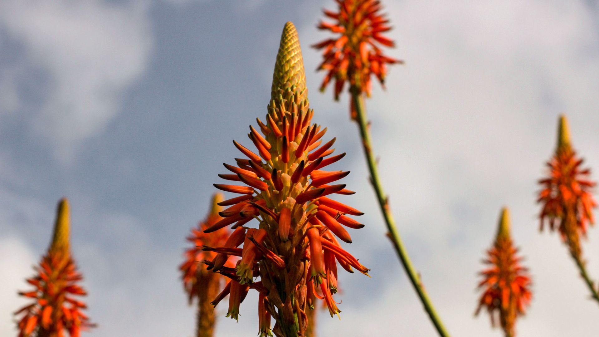 Blühende Aloe-Vera-Pflanze direkt am Strassenrand auf der Insel Terceira, Azoren