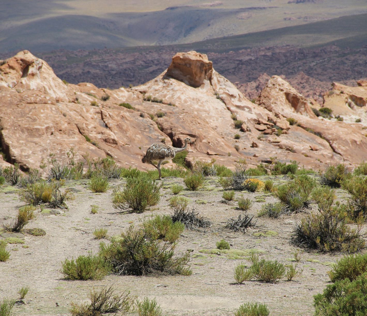 Gut getarnt! Der Ñandu.