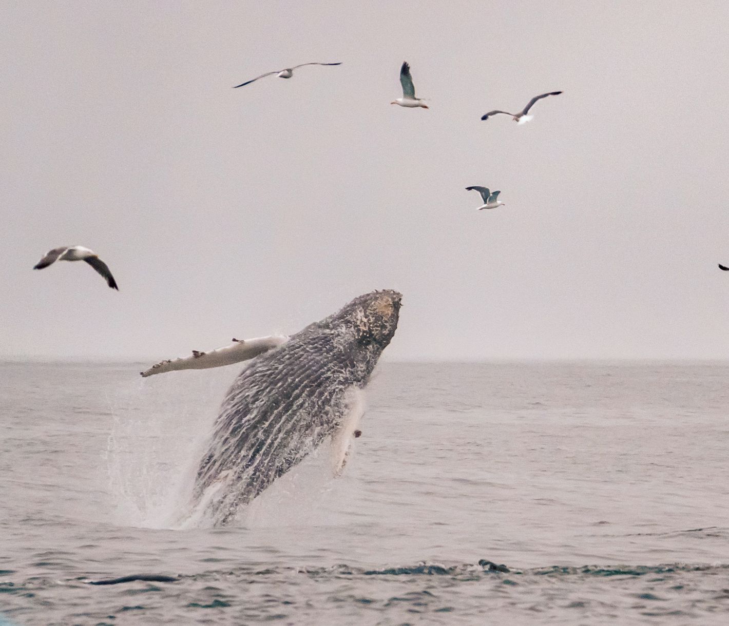 La baie de Monterey offre une excellente opportunité d’observer les baleines, parfois directement depuis le rivage.