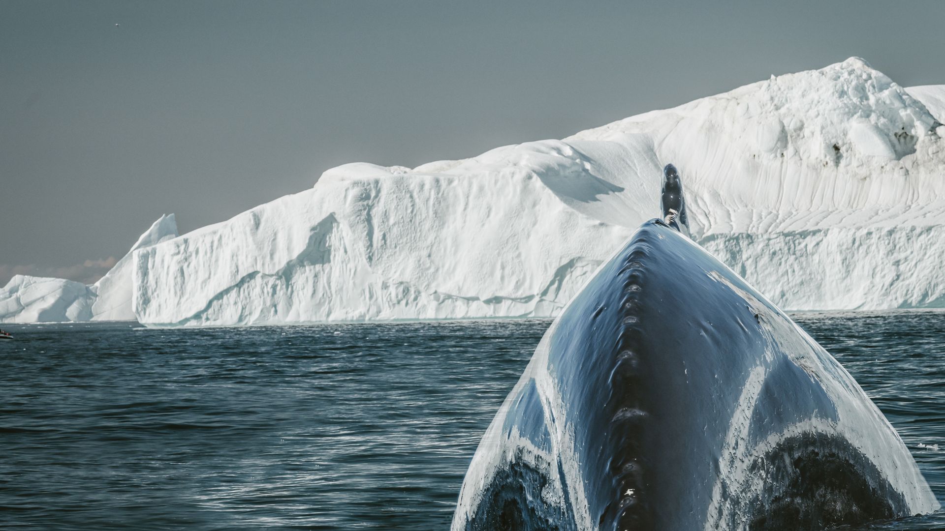 Der Akrobat unter den Walen – der Buckelwal
