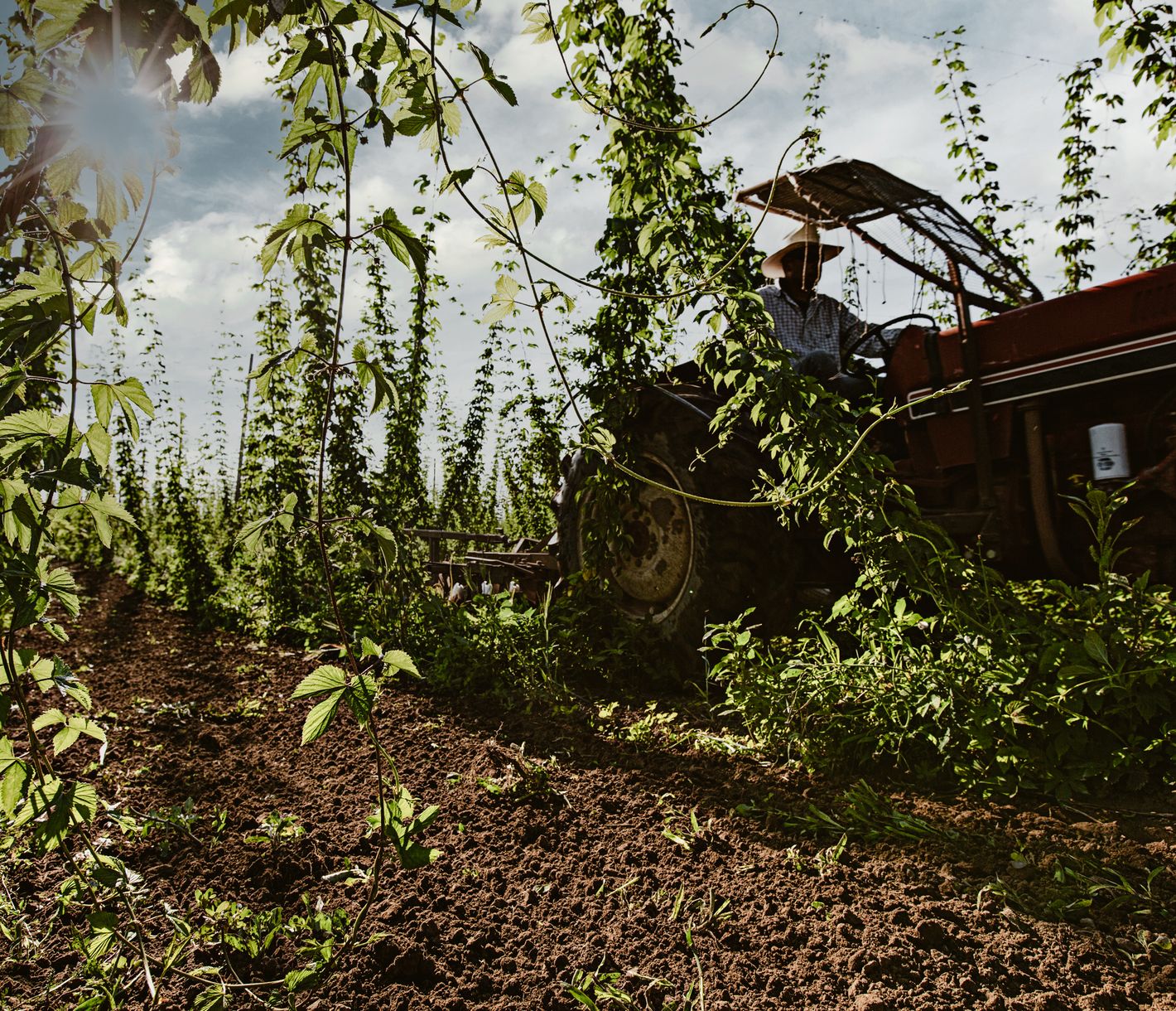 Eine der zahlreichen Hopfenfarmen um Eugene