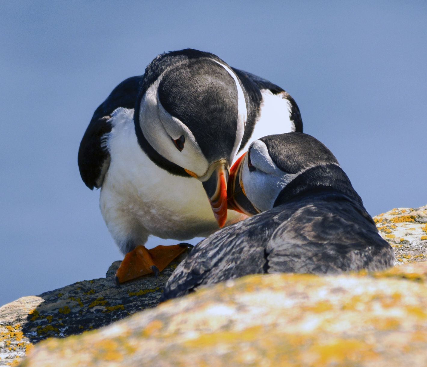 Ein gern gesehener Zeitgenosse.