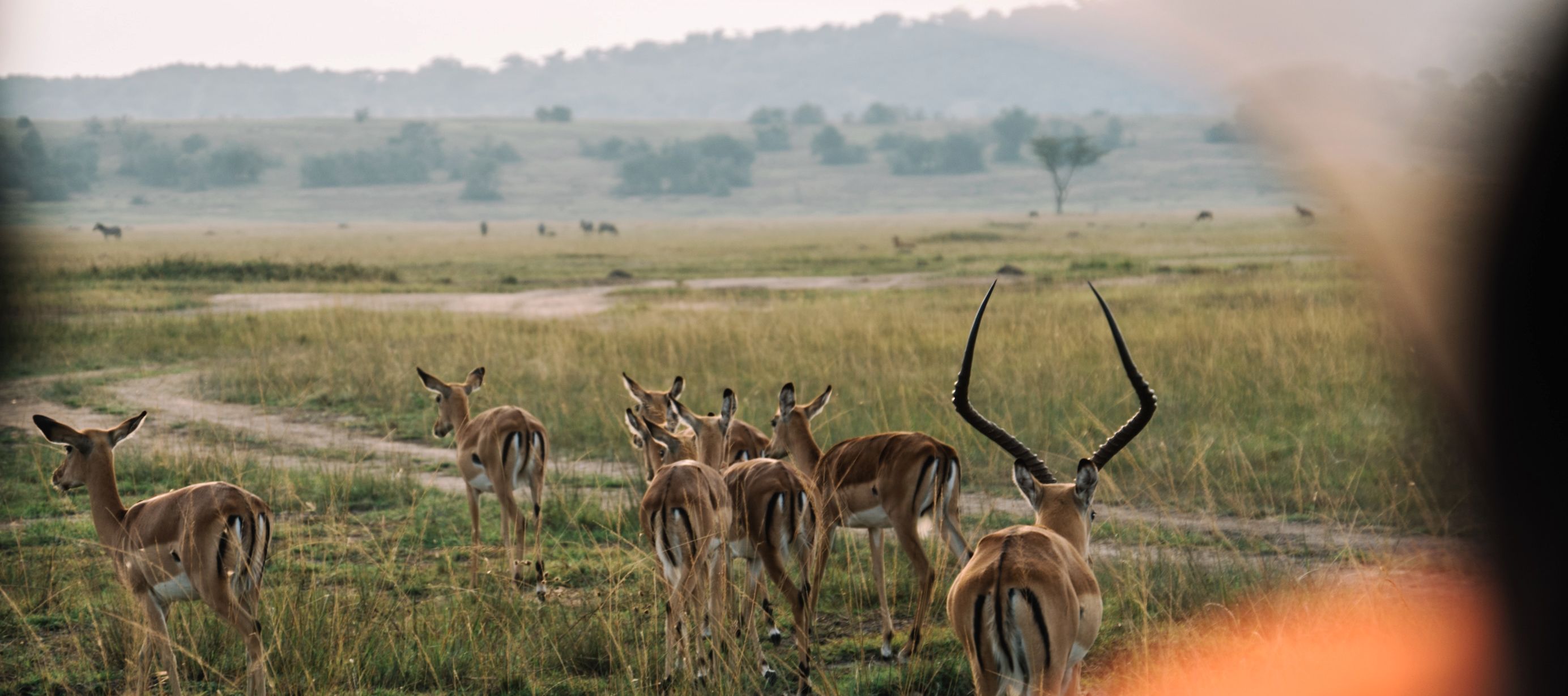 Eine Herde Impalas im Akagera-Nationalpark