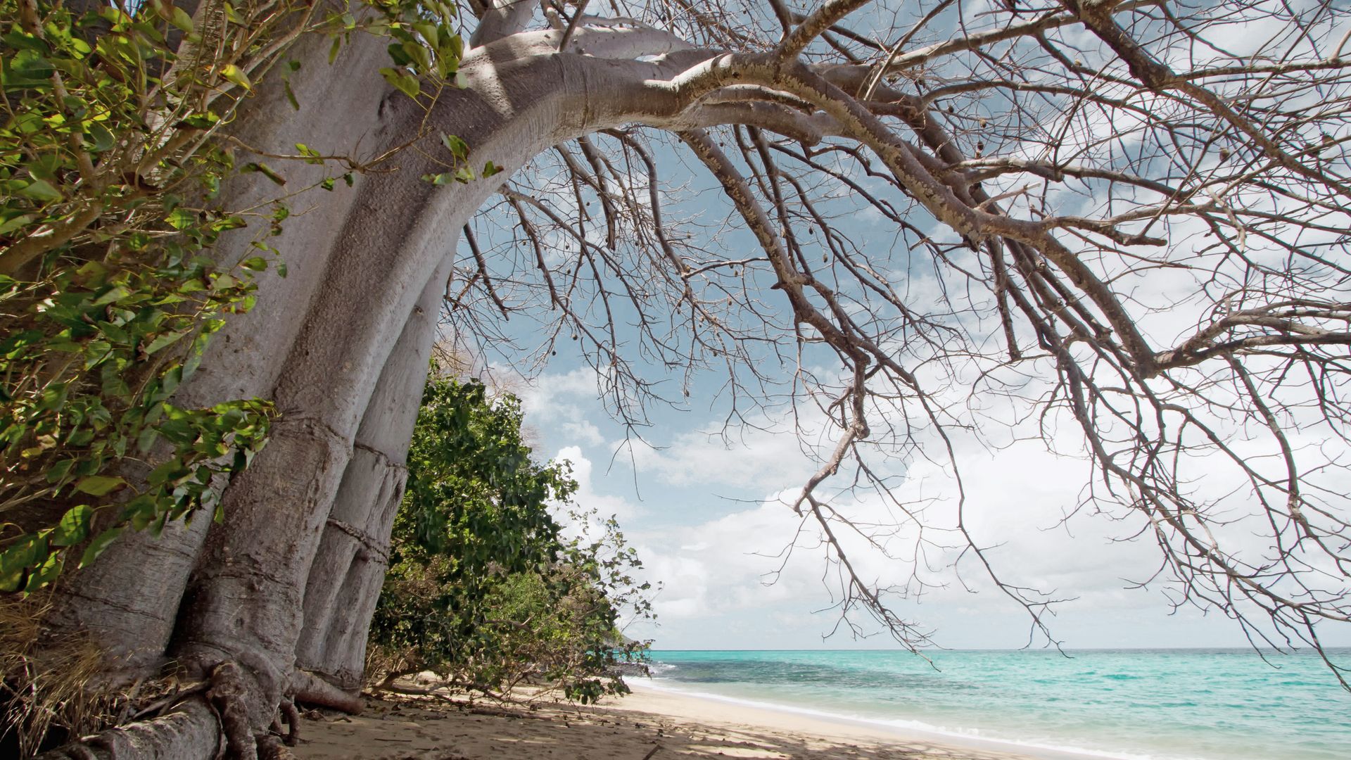 En bord de mer et plus particulièrement sur la plage de N'Gouja, les gigantesques baobabs centenaires font face aux flots couleur émeraude du lagon.