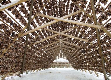 Stockfisch – Kabeljau wird zum Trocknen aufgehängt