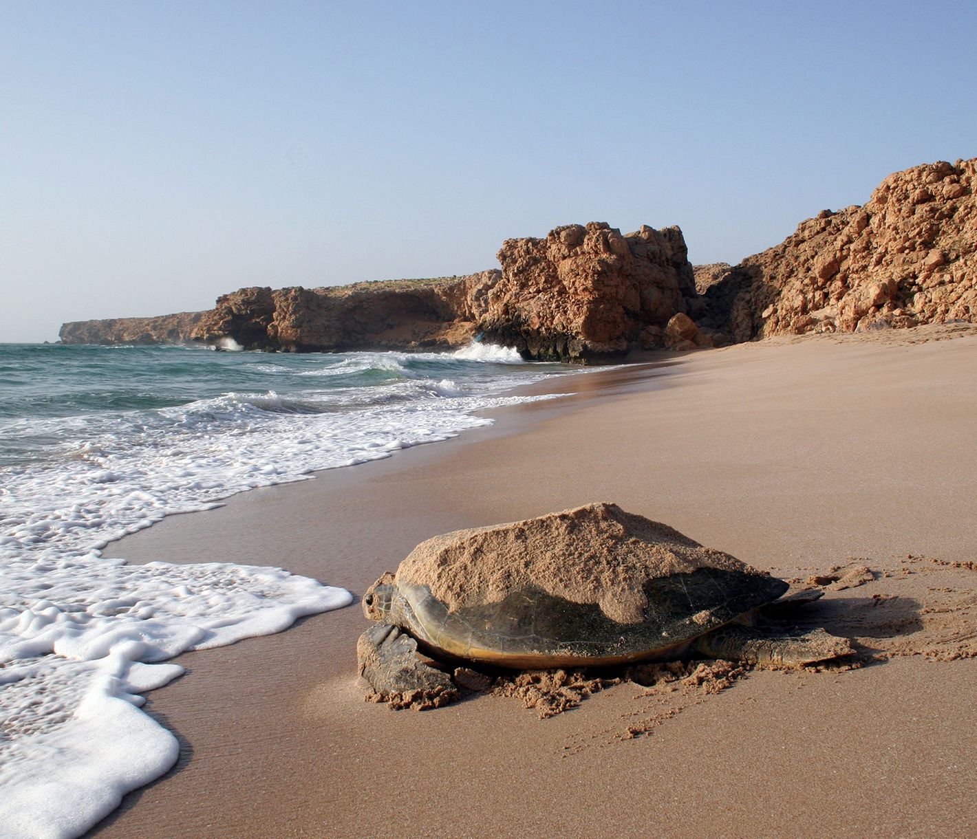 Schildkrötenbeobachtung in Ras Al Jinz, Ash Sharqiyah