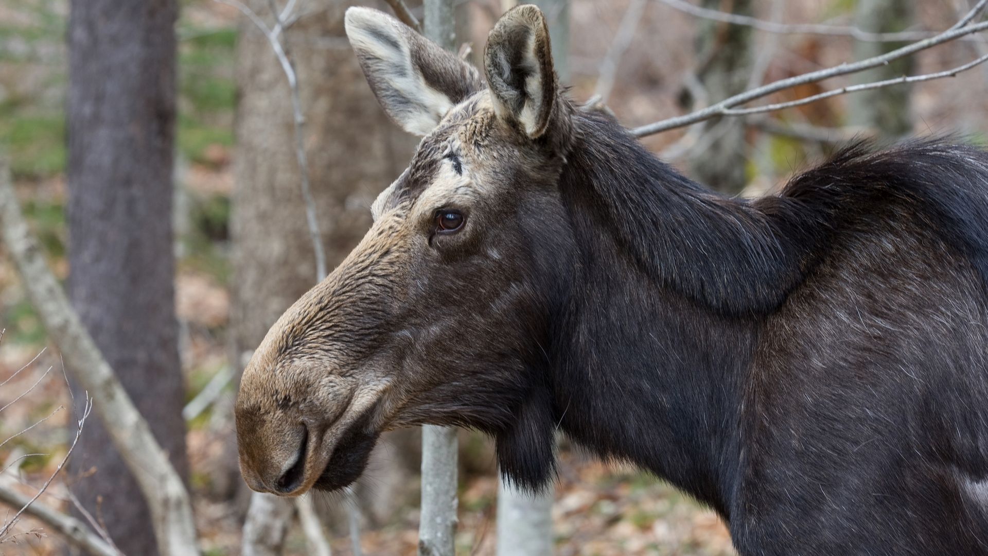 Im Franconia Notch State Park sind Elche eine häufige Erscheinung, da die Region ein ideales Habitat für diese majestätischen Tiere bietet.