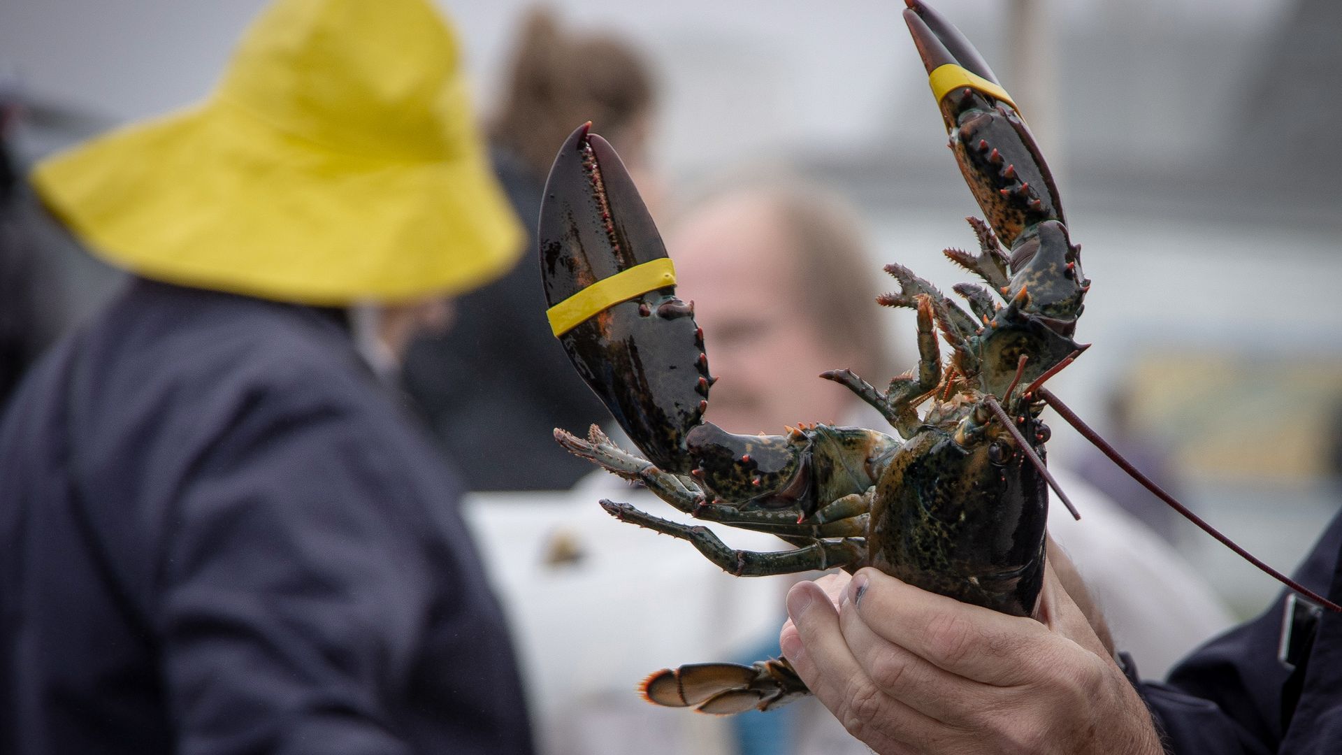 Lobster in den unterschiedlichsten Varianten