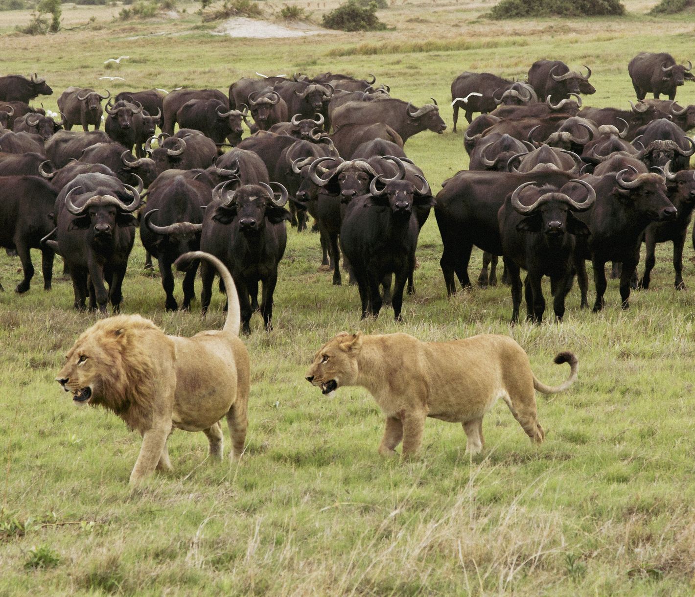 Afrikanische Büffelherde