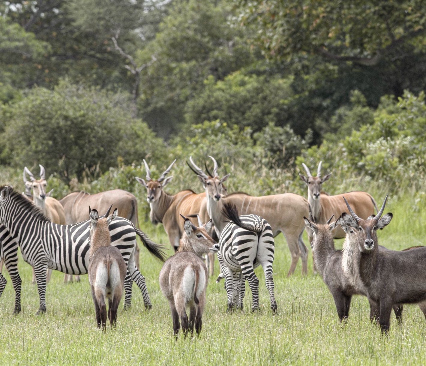Verschiedene Pflanzenfresser im abgelegenen Katavi-Nationalpark