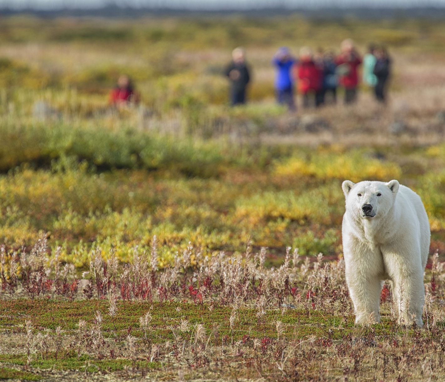 Zu Fuss zu den Eisbären
