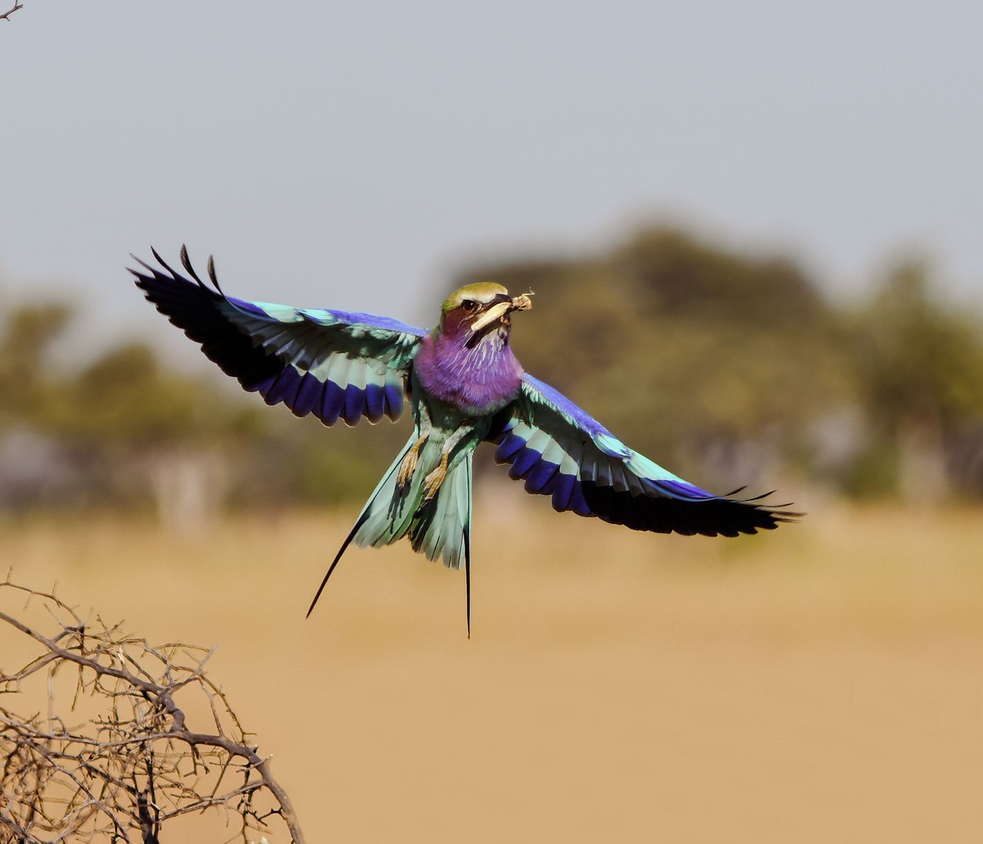 Un plumage digne d'un artiste-peintre !