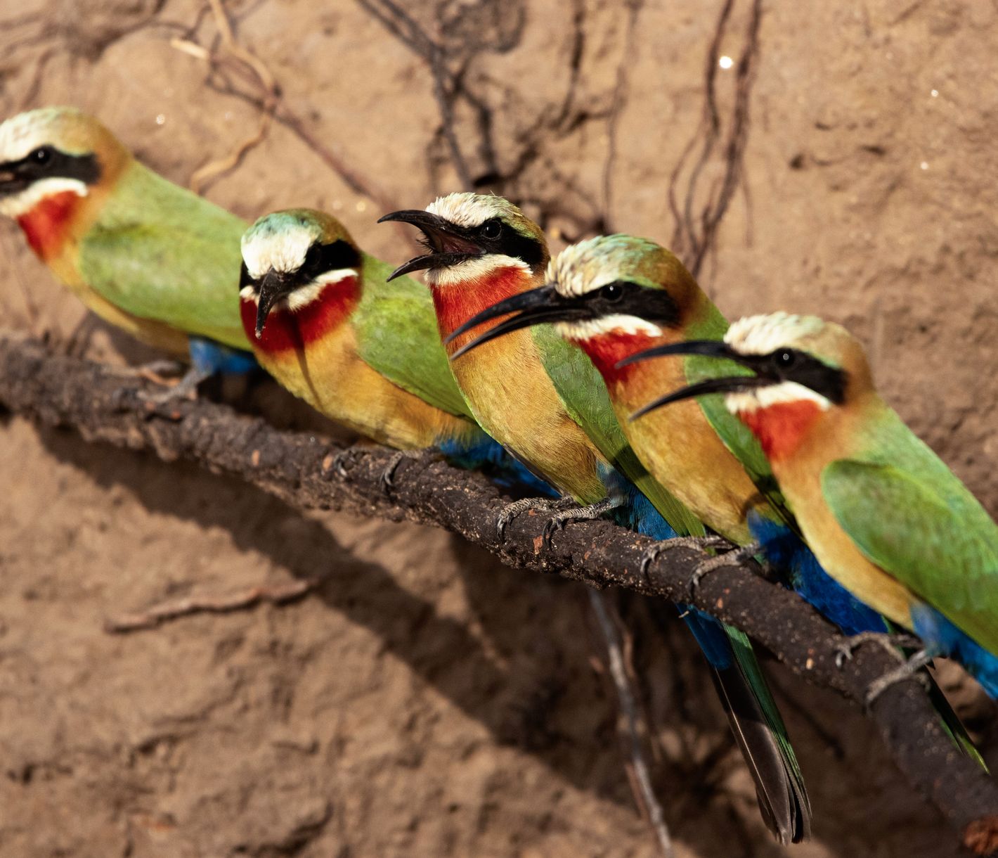 Scharlachspinte mit ihren Höhlennestern am Ufer des Luangwa-Flusses