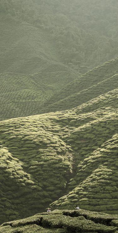 Situé à 1542 mètres d’altitude, l’endroit est parfait pour goûter à l’air frais des montagnes.