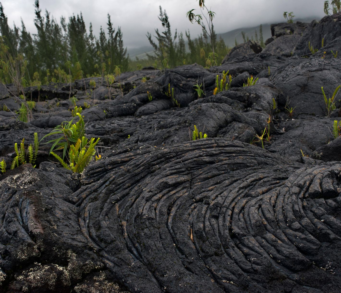 Erkaltete Lavaströme erwachen wieder zum Leben.