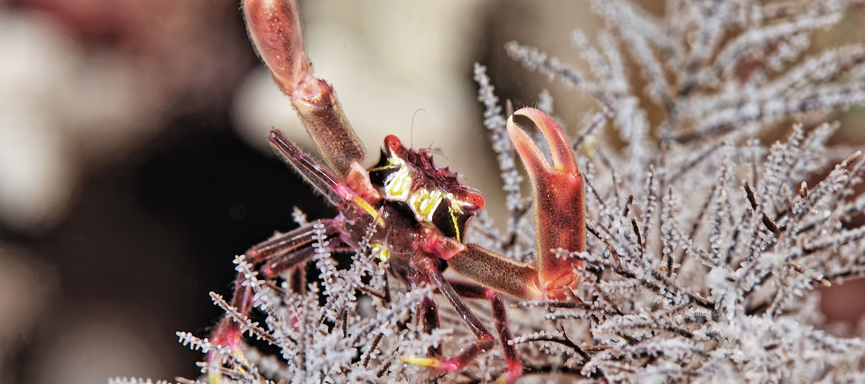Die geheimnisvolle Unterwasserwelt der Malediven