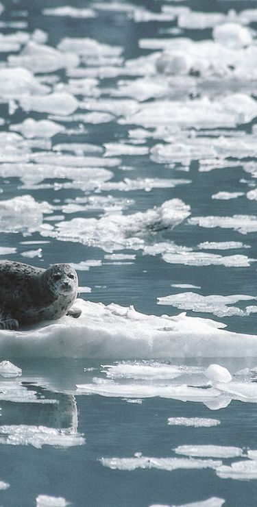 Alaska Reisen - Seehund im Glacier Bay National Park