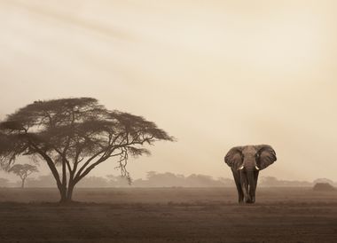 Ein Elefant durchstreift die Savanne bei staubiger Morgenstimmung.