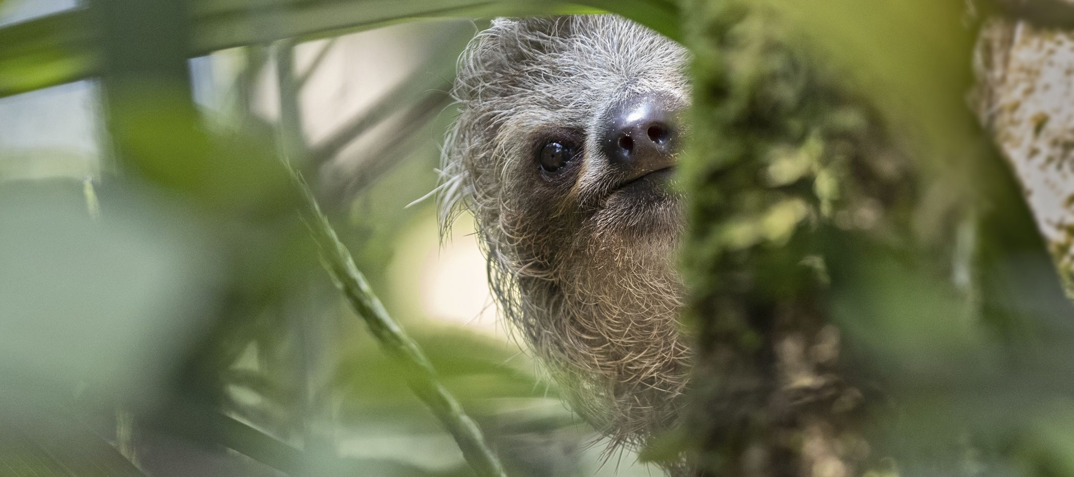 Le plus adorable sourire du monde animal