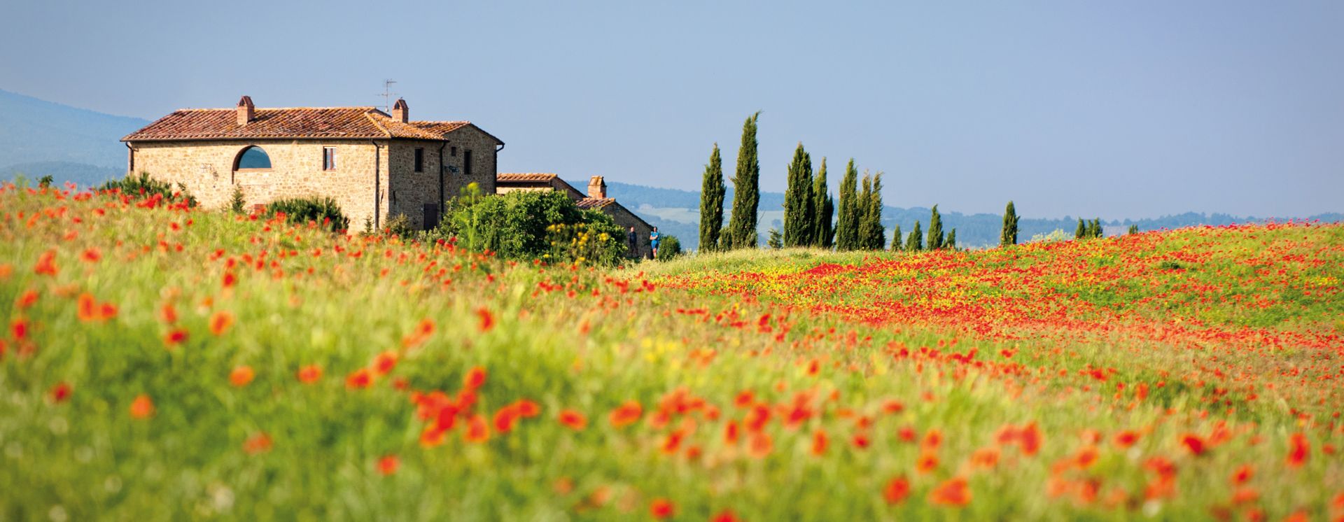 Mohnfeld in der Süd Toskana