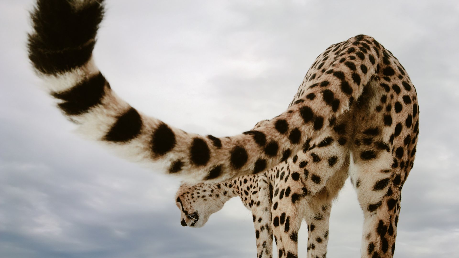 « Quel genre d'animal peut bien être ce véhicule de safari ? », se demande sûrement ce guépard curieux du Masaï Mara.
