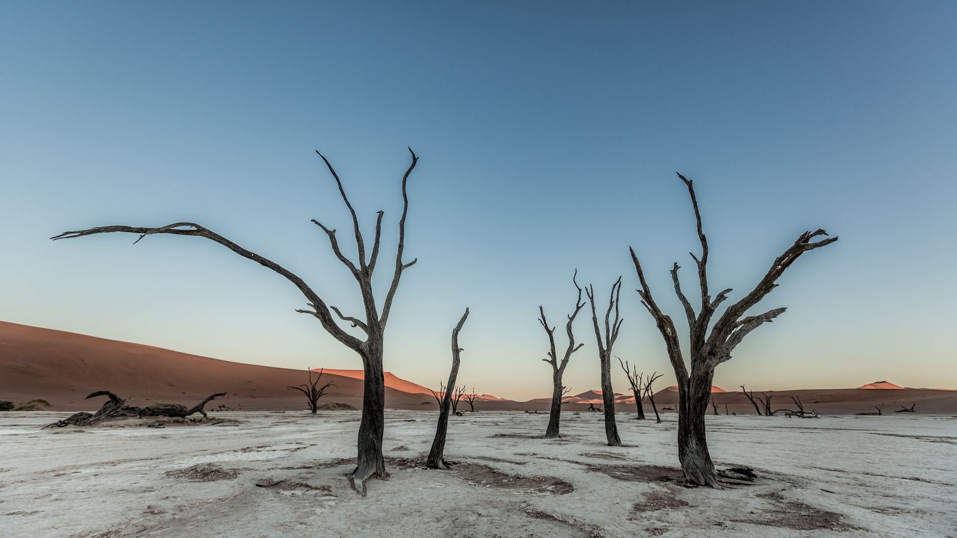 Deadvlei im Morgenlicht