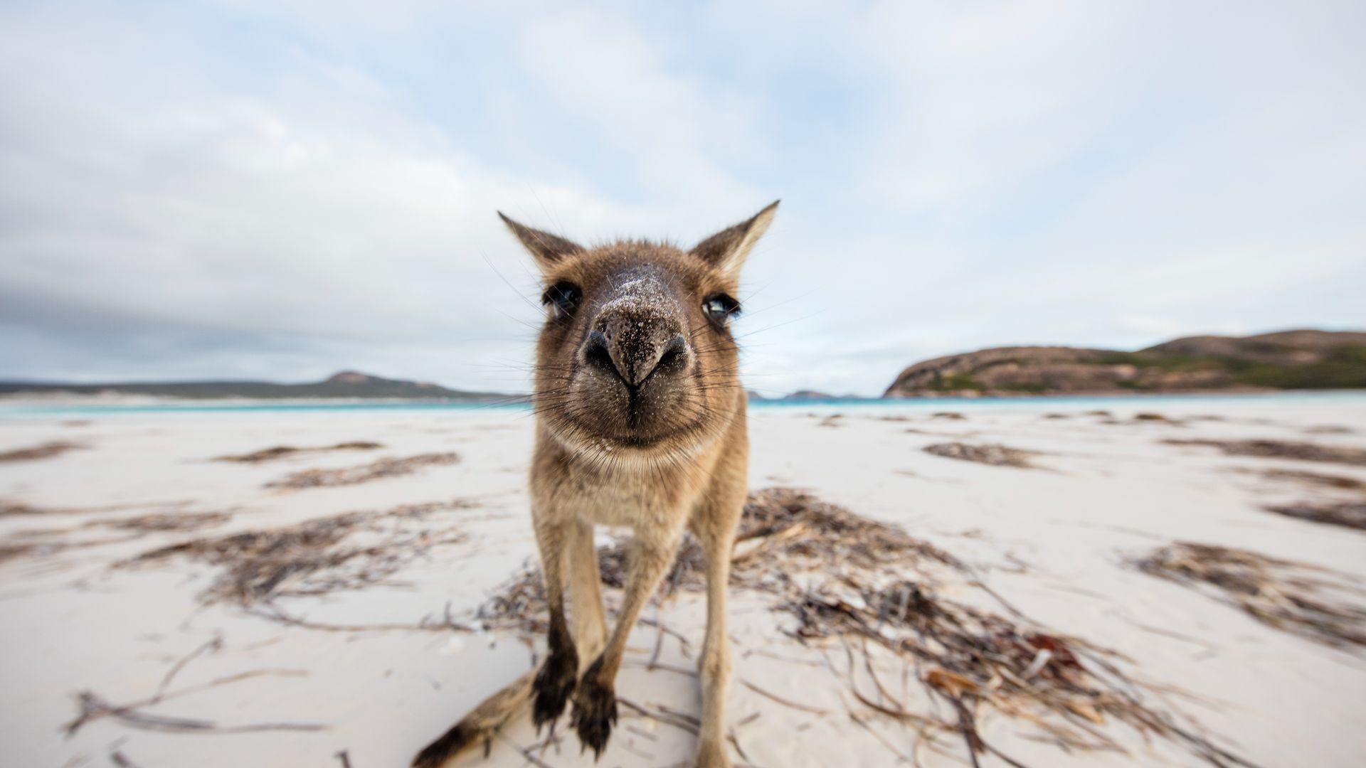 Ein Strand für Kängurus?