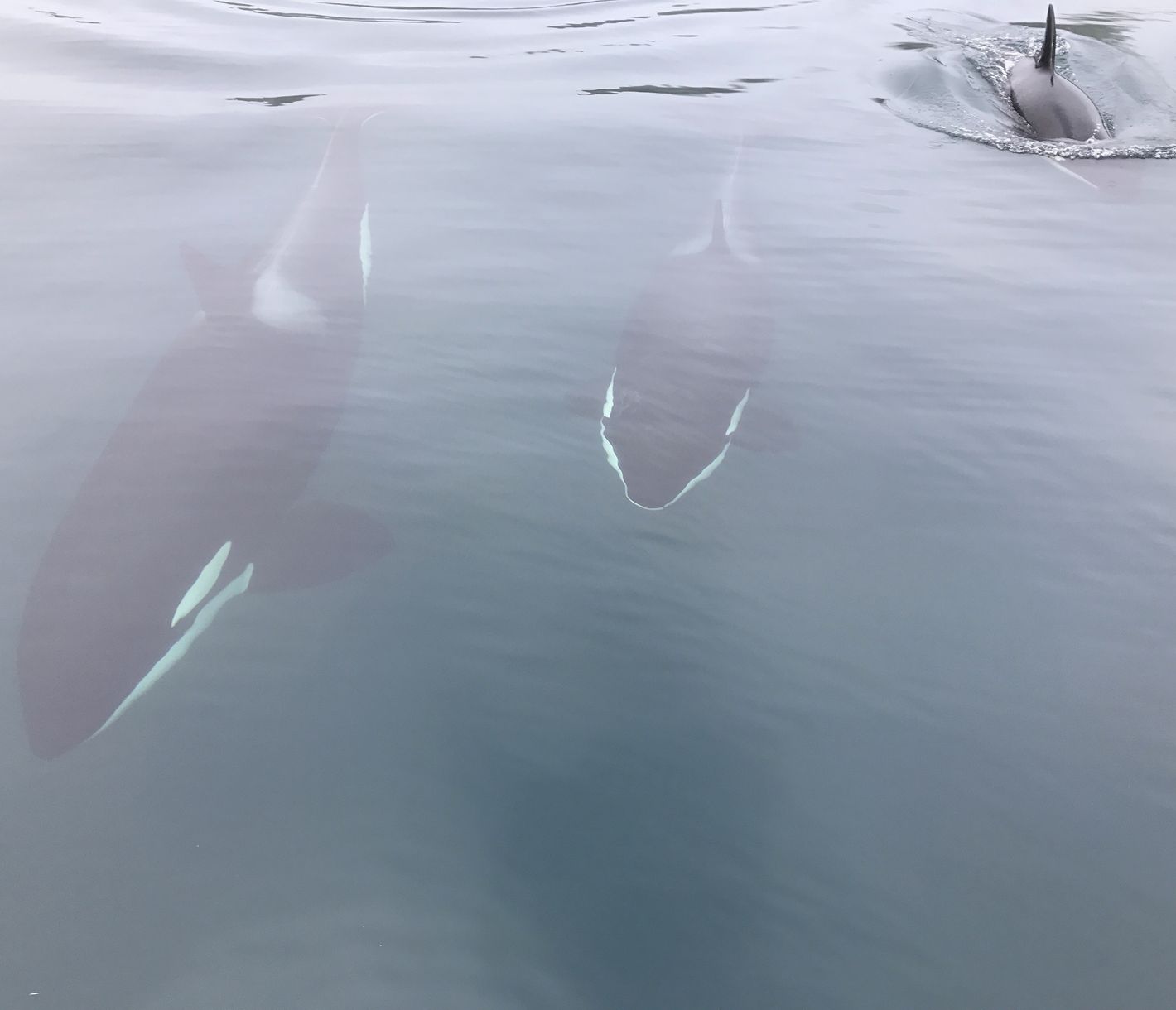 Orcas in freier Wildbahn