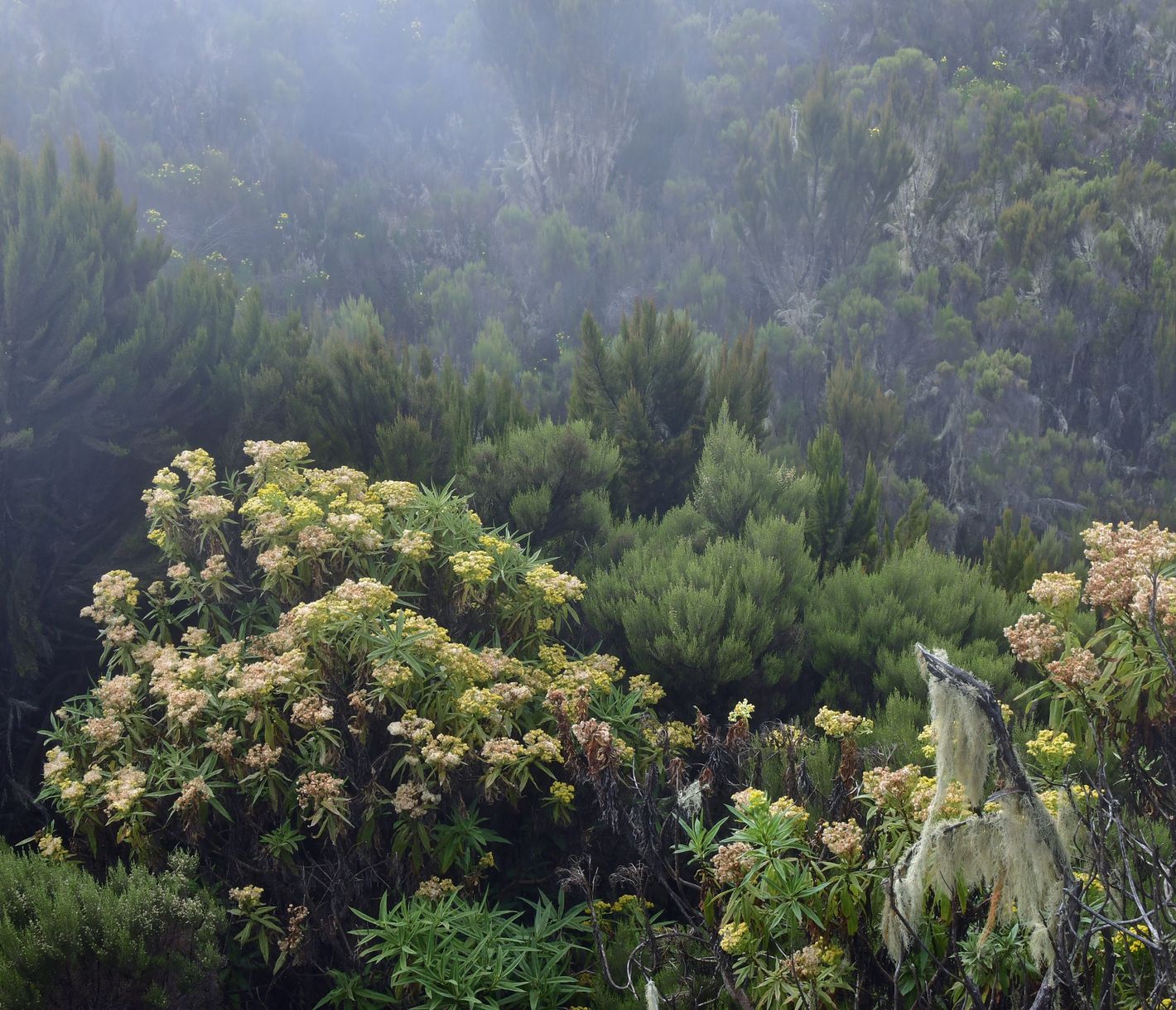 Die Heide- und Moorlandschaft ist eine von 5 Vegetationszonen am Berg.