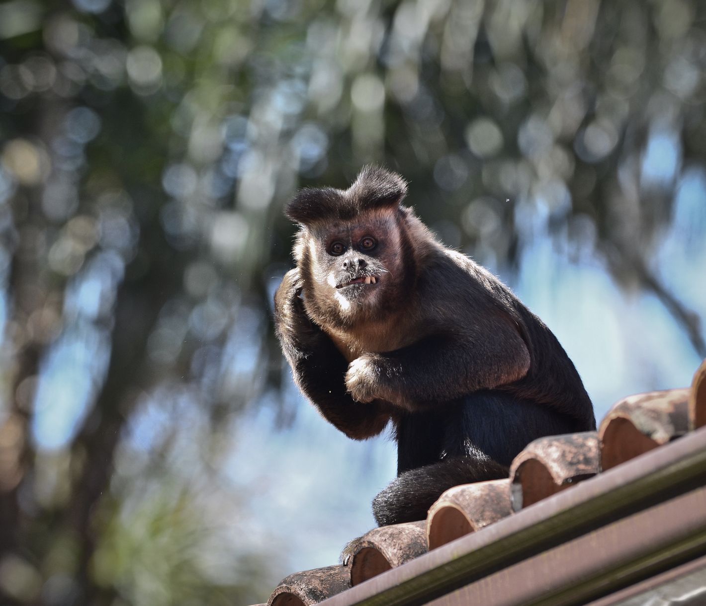 Schwarzer Kapuzineraffe
