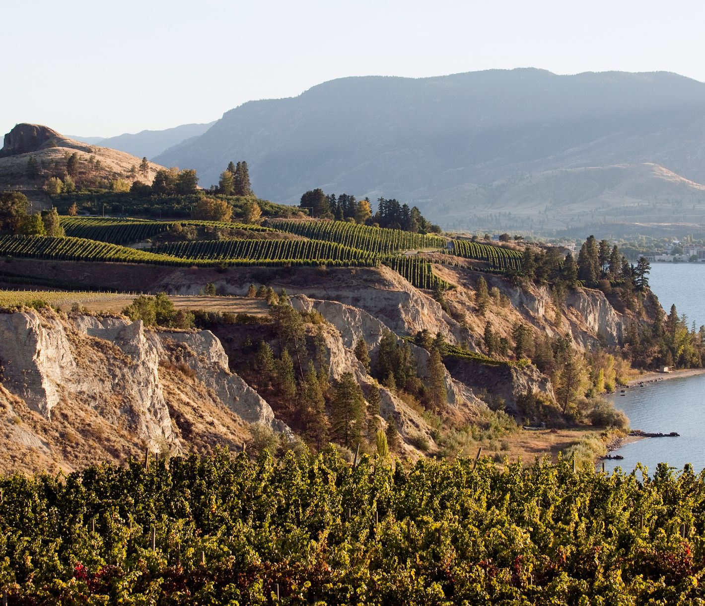 Weinreben soweit das Auge reicht