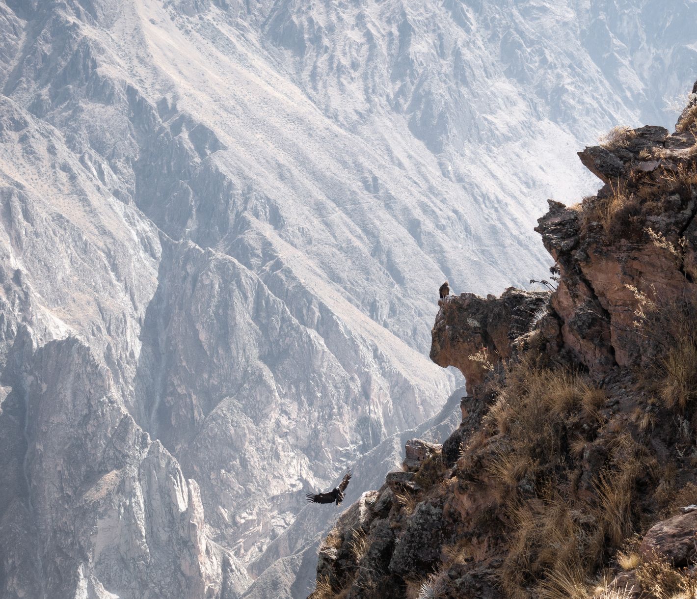 Der Flug des Andenkondor über dem Colca Canyon.