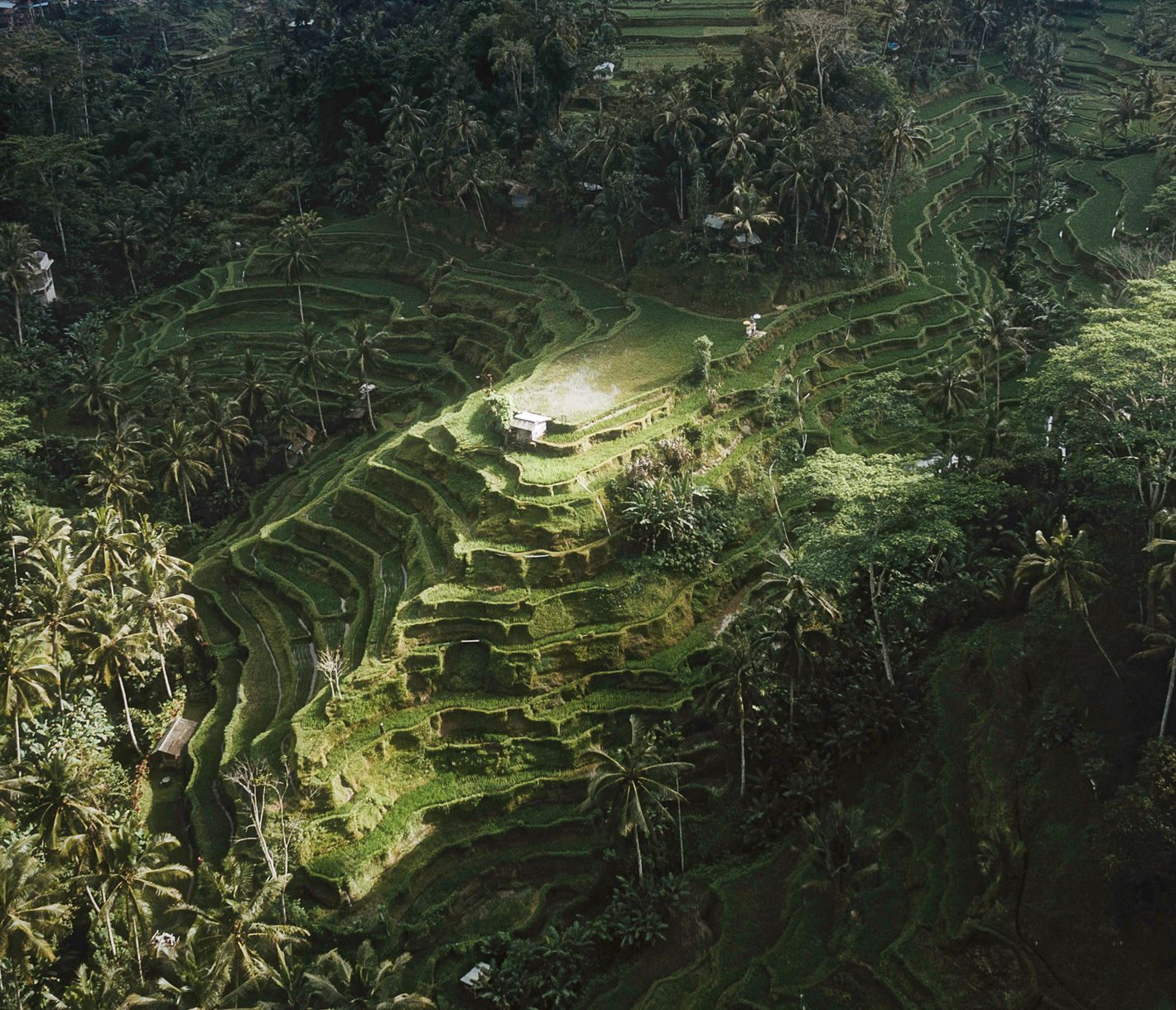 Stufen inmitten des Urwaldes