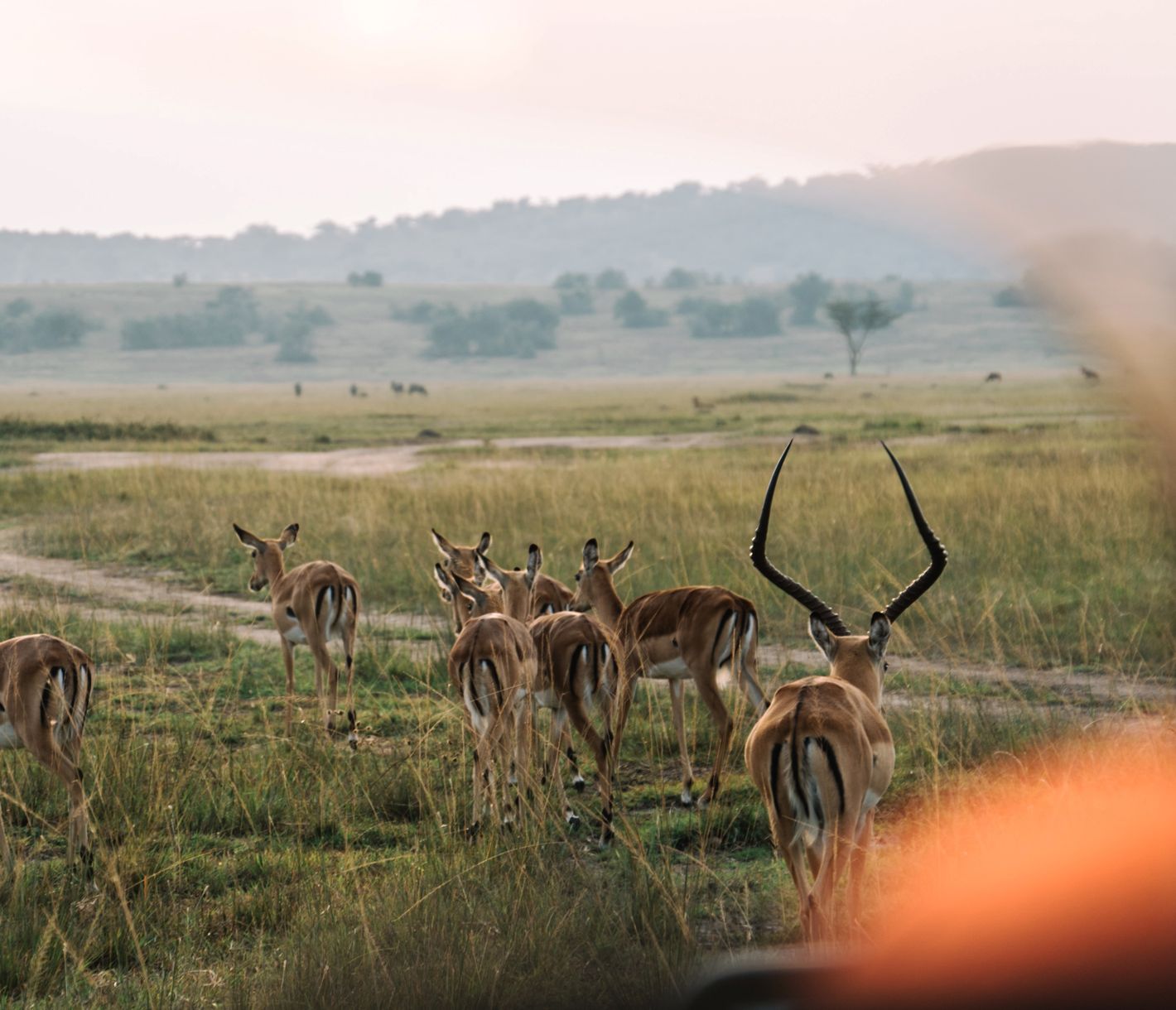 Eine Herde Impalas im Akagera-Nationalpark