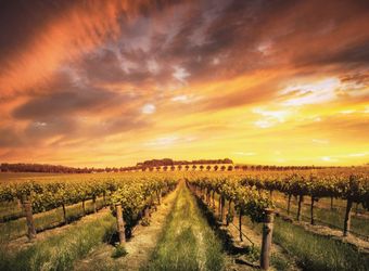 Photos de voyages de vin (ZIP)