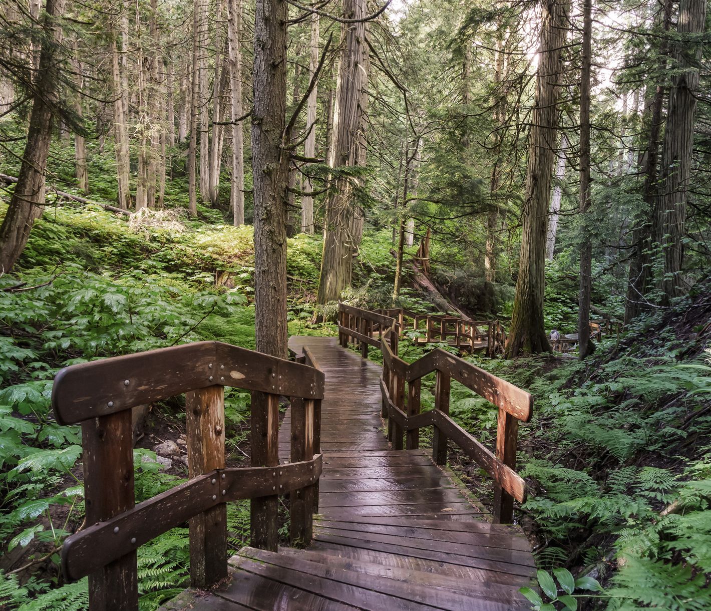 Giant Cedars Boardwalk bei Revelstoke